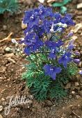 Delphinium (Ridderspoor) grandiflorum 'Blauer Zwerg'